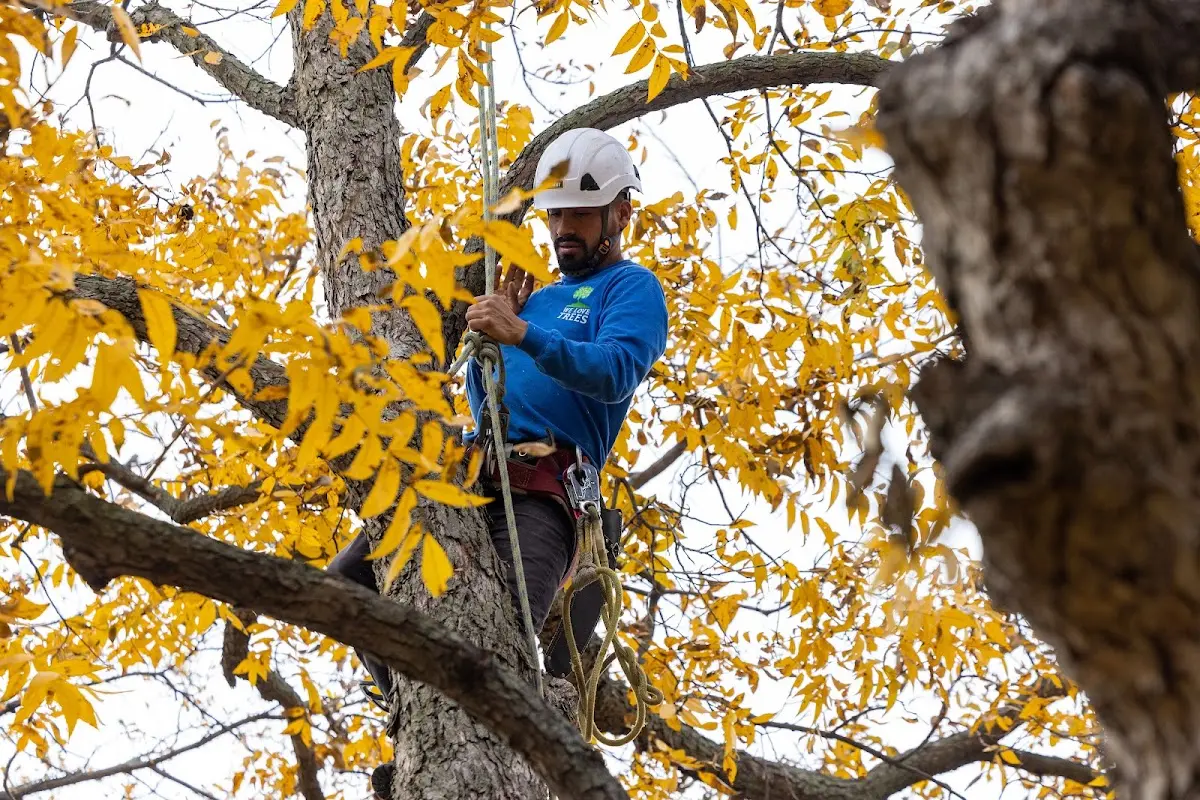 Skilled Tree Transplanting crew working in Barrington